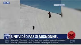 Cet ourson tente désespérément de rejoindre sa mère... sauf qu'il est dérangé par un drone 