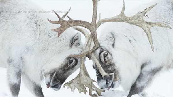 Category winner "Behavior: Mammals", Stefano Unterthiner, for his photo of Svalbard reindeer fighting for control of an area.