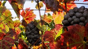 IL refuse de traiter ses vignes, il risque 6 mois de prison.