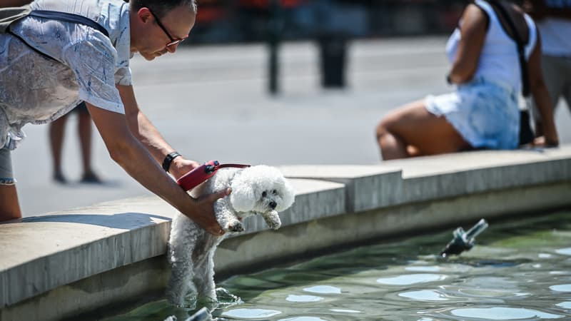 Un homme rafraichit son chien dans une fontaine à Milan le 22 juillet 2022