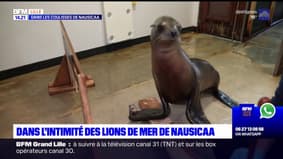 Nausicaa: découvrez les lions de mer du plus grand aquarium d'Europe