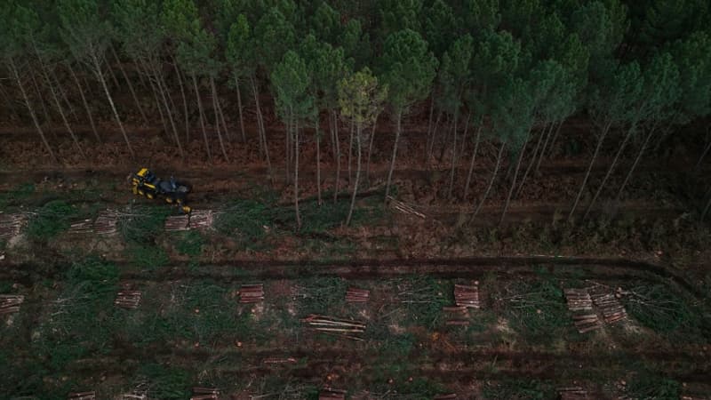 Incendie dans les Landes: le feu est désormais fixé, la moitié des évacués autorisés à rentrer chez eux