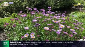 Hautes-Alpes : Visite du jardin alpin du Lautaret 