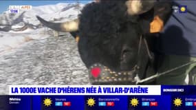 Hautes-Alpes: à la rencontre de Firenze, la 1000e vache d'Hérens