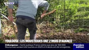  "Il y en a partout": À Toulouse, les moustiques sont de retour précocement 