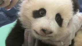 Le bébé panda est né le 29 juillet au zoo de San Diego.
