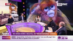 Des singes dorés à Beauval, un "trésor national" chinois