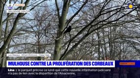 Haut-Rhin: la mairie de Mulhouse régule les nids de corbeaux