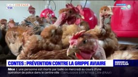 Contes: prévention contre la grippe aviaire, les éleveurs font la grimace