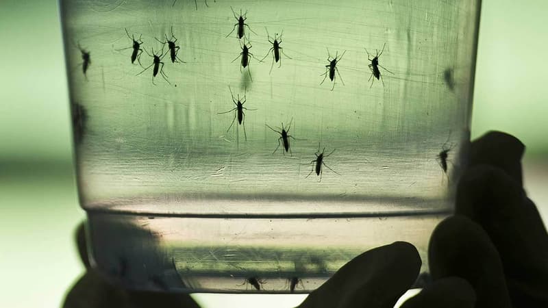 Le virus Zika peut se transmettre via le moustique-tigre. 