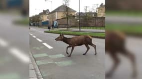 Un cerf en balade dans les rues de Rennes.