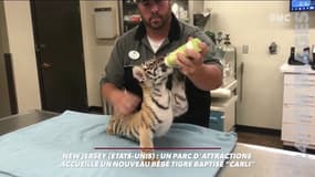 Les premiers pas de "Carli", un bébé tigre d'un parc du New Jersey