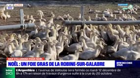 Alpes-de-Haute-Provence: des canards élevés pour le foie gras à La Robine-sur-Galabre