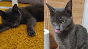 Kiwi, un chat disparu depuis le 28 janvier 2025 à Fréjus (Var) est rentré chez lui dans la nuit jeudi 13 au vendredi 14 février. 