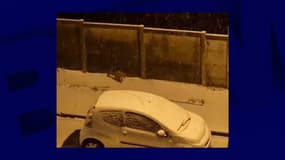 Un renard a été filmé lors d'une promenade dans la neige au Havre, mercredi 17 janvier au soir. 