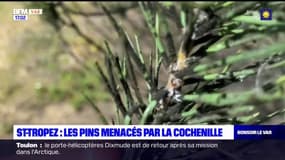 Saint-Tropez: les pins menacés par la cochenille