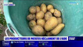 Hauts-de-France: les producteurs de pommes de terre réclament de l'aide