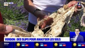 Verdon: des slips enterrés pour mesurer la qualité des sols