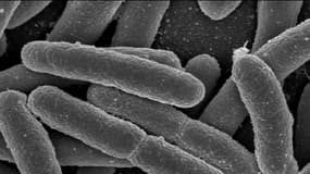 Bactéries E. Coli, grossies au microscope électronique.