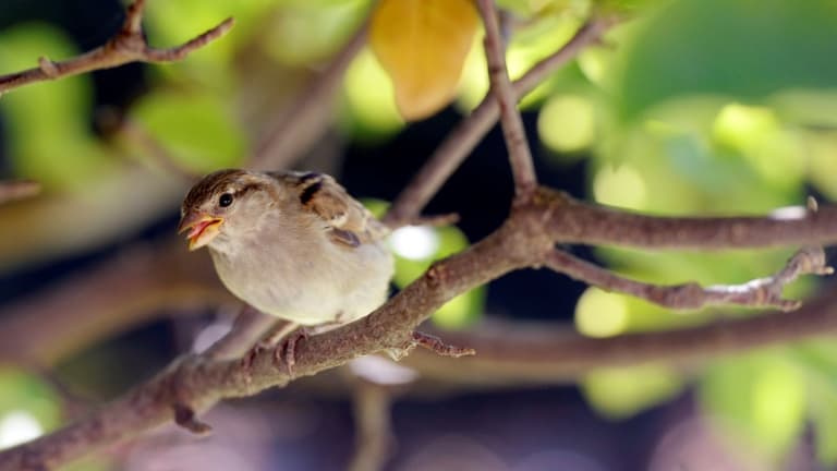 Les associations de protection des oiseaux s'inquiètent de la forte baisse des populations d'oiseaux de villes et des champs.