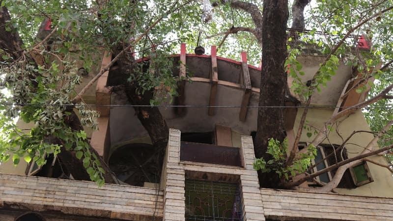 En Inde, une maison construite autour d'un arbre