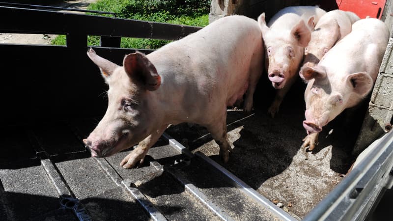 Des cochons sont dirigés vers un abattoir à Locronan, dans l'ouest de la France. 