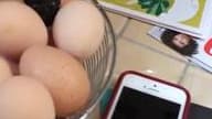 Un serpent rentre dans leur cuisine pour voler un œuf 