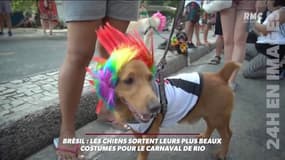 Carnaval de Rio: Les toutous aussi sortent leurs plus beaux costumes 
