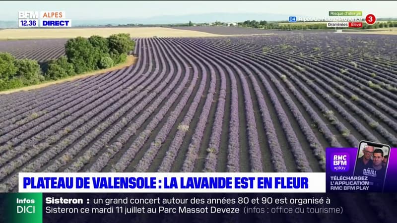 Plateau de Valensole: la lavande est en fleur