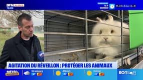 Réveillon: l'agitation source de stress pour les animaux