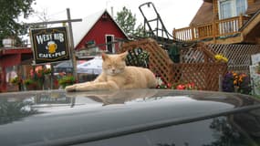 Stubbs, le maire honoraire de Talkeetna, le 1er juillet 2006.