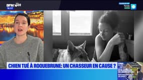 Alpes-Maritimes: un chien-loup abattu en pleine balade, sa maîtresse porte plainte
