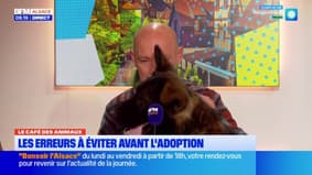 Le Café des Animaux: les erreurs à éviter lors d'une adoption