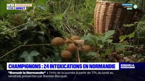 Normandie: 24 cas d'intoxication par champignons recensés
