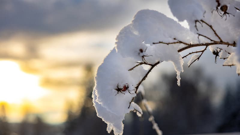 Vague de froid en Europe du Nord: Oslo, en Norvège, enregistre -31°C, une première