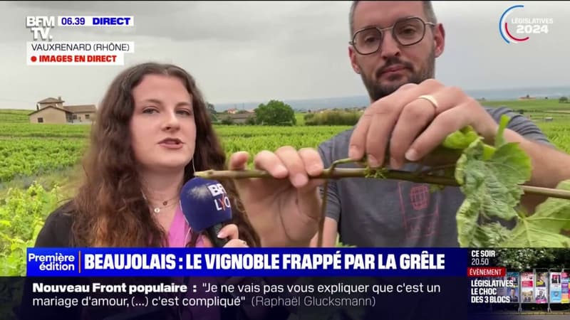 Surpris par un orage de grêle, ce producteur de Beaujolais dans le Rhône constate les dégâts sur ses vignes