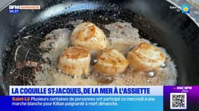 Normandie: début de la saison de la coquille Saint-Jacques