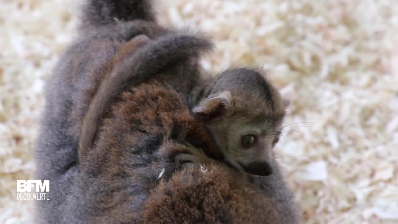 Ce Bebe Lemurien Vient De Naitre Au Zoo De Besancon Ce Bebe Lemurien Vient De Naitre Au Zoo De Besancon