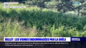 "Une perte de 30%": les vignes endommagées par la grêle à Bellet