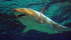 Ce grand requin blanc, capturé au Japon est mort après trois jours de captivité dans un aquarium.
