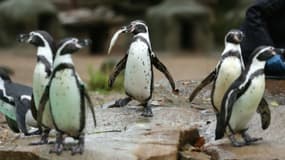 Des manchots de Humboldt pendant leur nourrissage au zoo de Dortmund, dans l'ouest d'Allemagne, le 1er décembre 2015