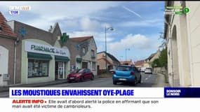 Pas-de-Calais: les moustiques envahissent Oye-Plage