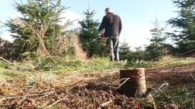 Depuis le début de l'année 2025, 250 sapins de Noël ont été volés, soit 10% des arbres de la productrice rencontrée par BFMTV en Haute-Saône.