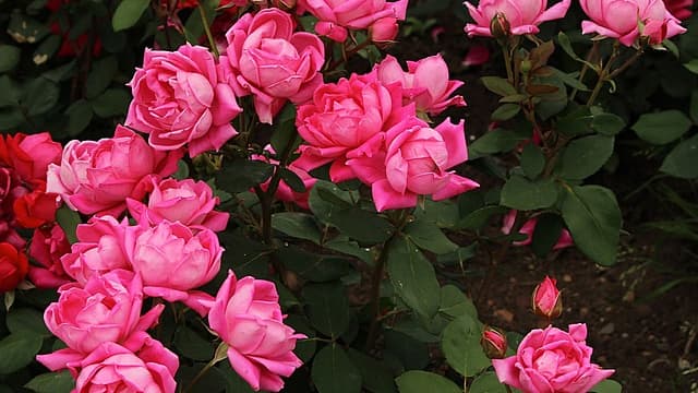 Rosier buisson