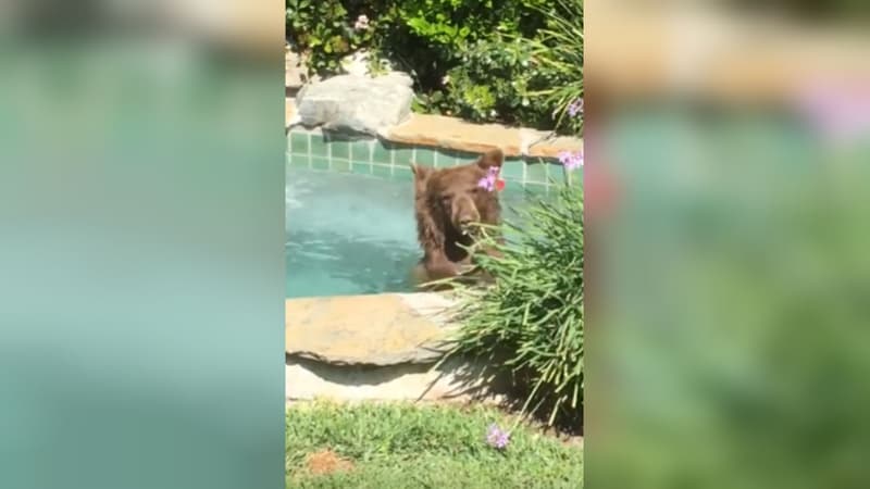 L'ours dans un jacuzzi en Californie, le vendredi 29 juin à Altadena. 