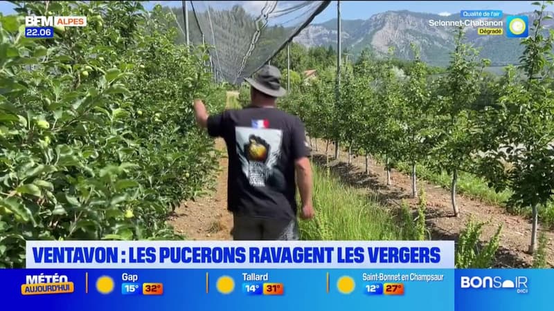 Hautes-Alpes: à Ventavon, les pucerons ravagent les vergers
