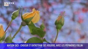 MAISON DICI : Choisir et entretenir ses rosiers, avec les pépinières Follin