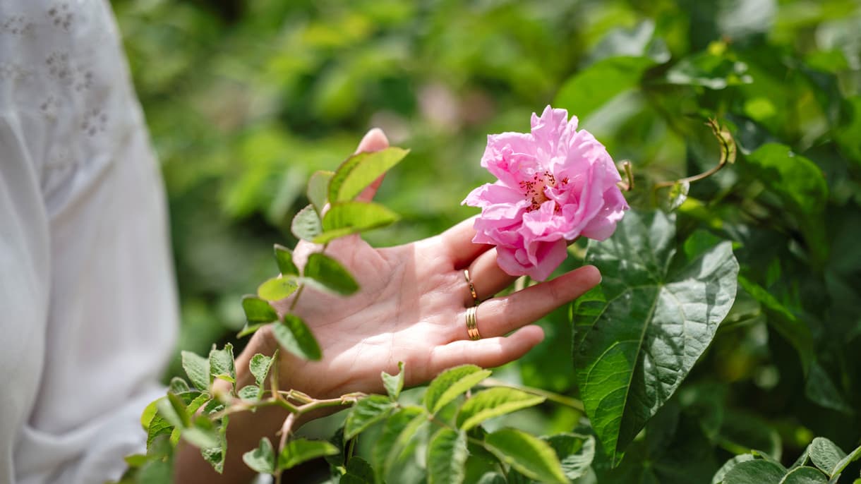 Un employé montre une rose Centifolia dans les jardins du Domaine de la Rose, propriété de Lancôme, située sur quatre hectares de champs cultivés en agriculture biologique, à Grasse, dans le sud de la France, le 26 mai 2025.