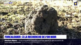 Forcalquier : les trufficulteurs à la recherche de l'or noir