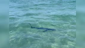 Un requin aperçu près d'une plage de Cavalaire (Var)